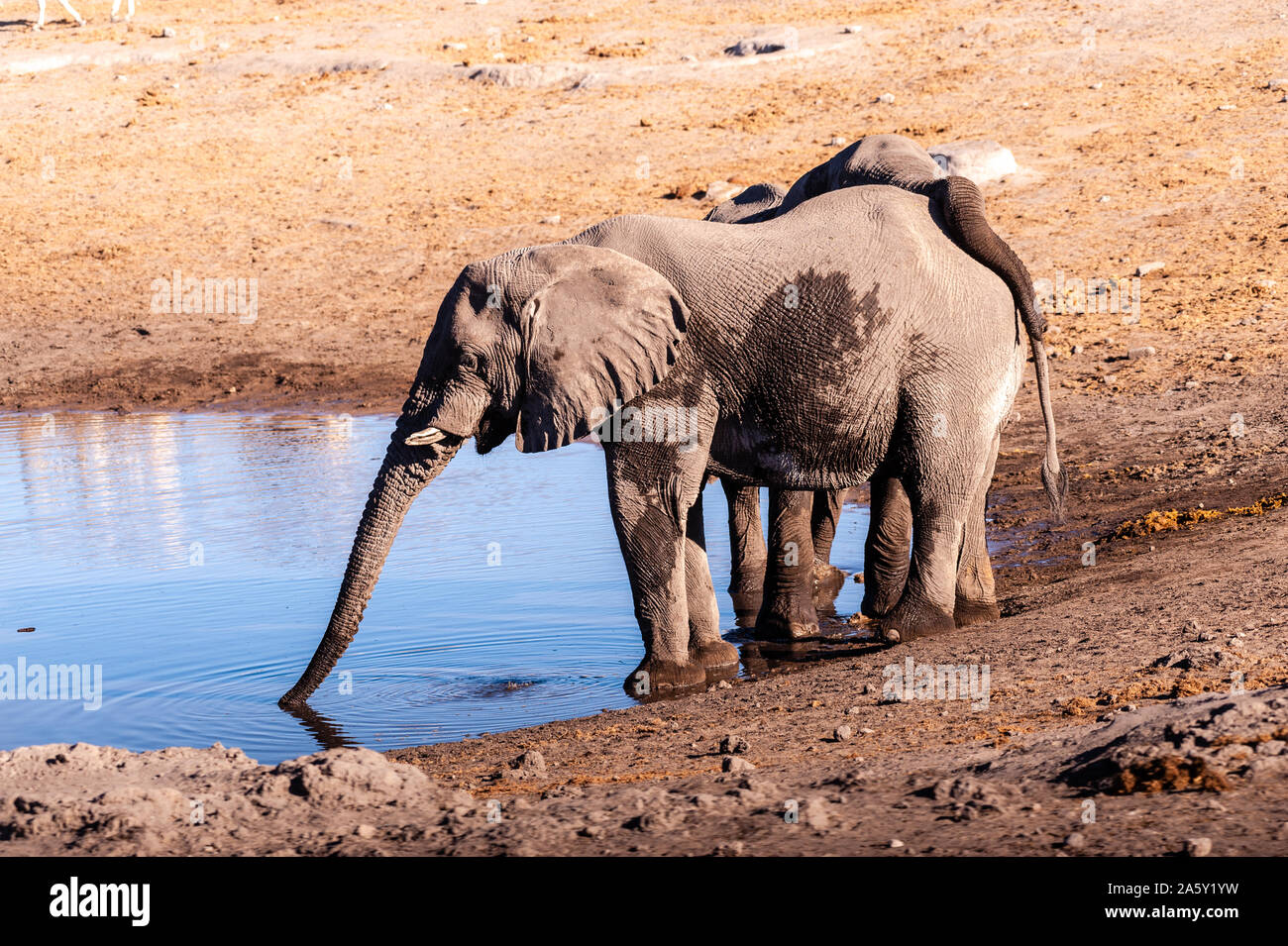 Due elefanti africani -Loxodonta africana- bere da un fiume. Il Parco Nazionale di Etosha, Namibia. Foto Stock