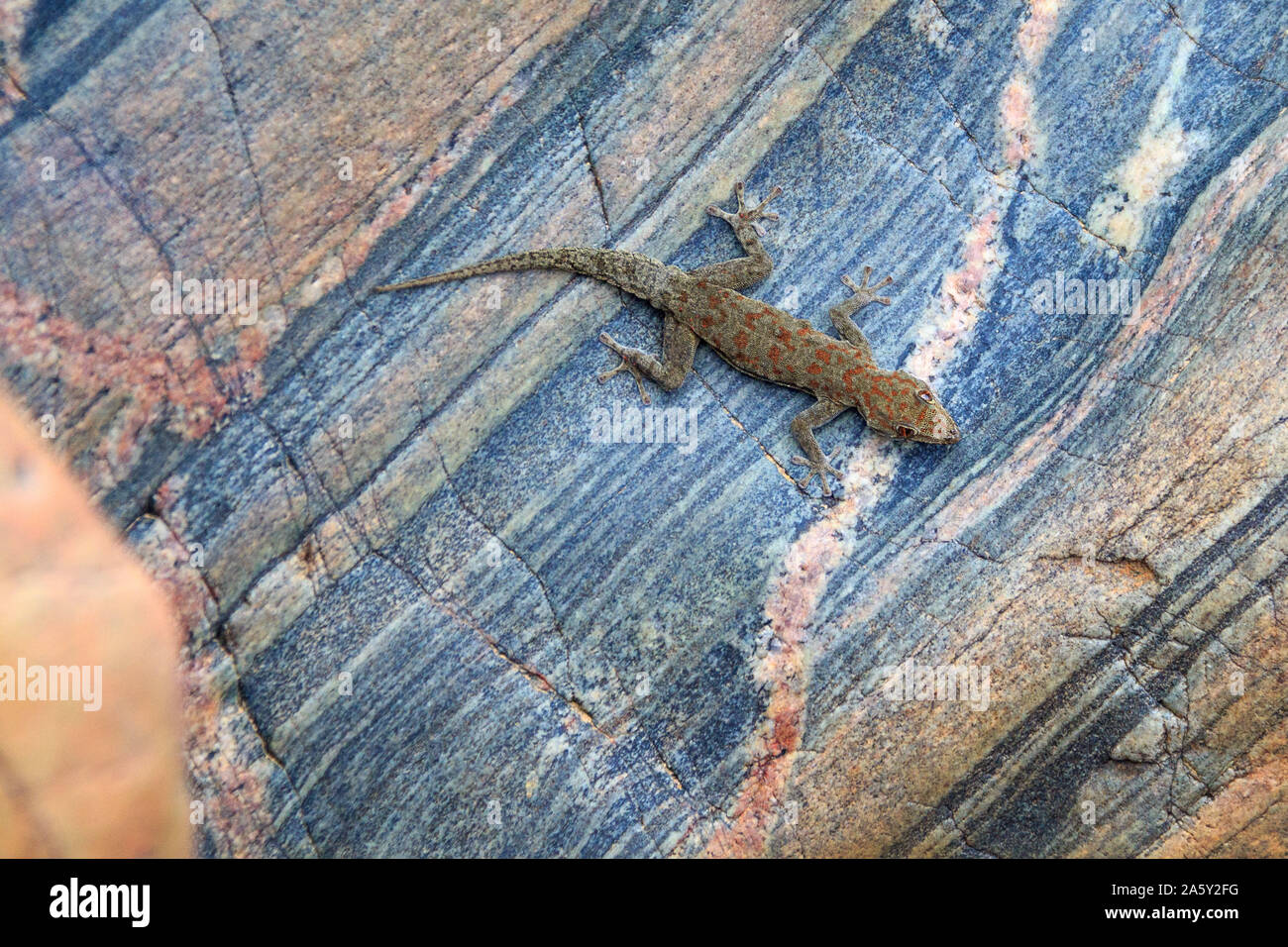 Drawing Gecko Immagini Drawing Gecko Fotos Stock Alamy