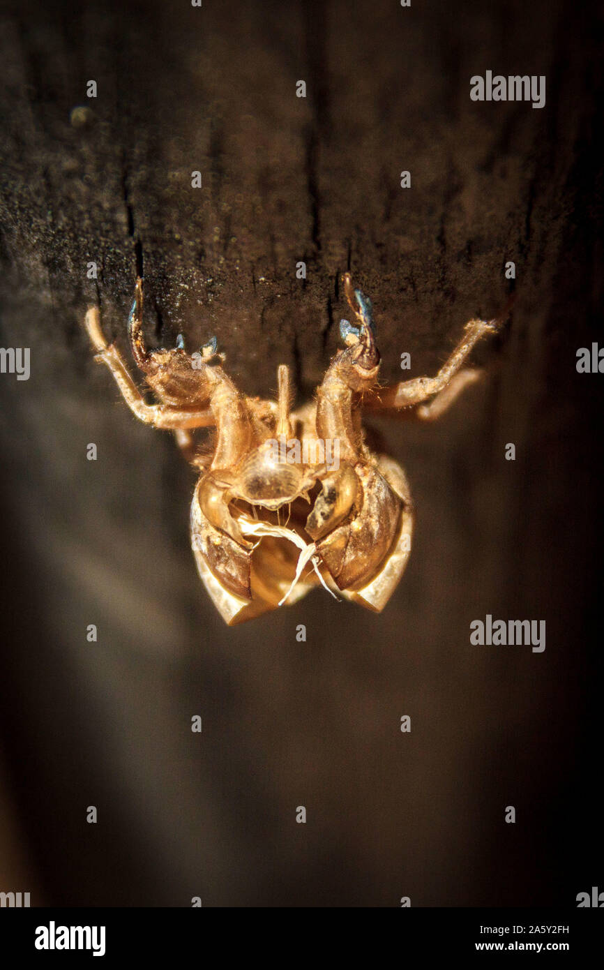 Close up di un vuoto di pelle dorata di un bug dopo moulting, Namibia, Africa Foto Stock