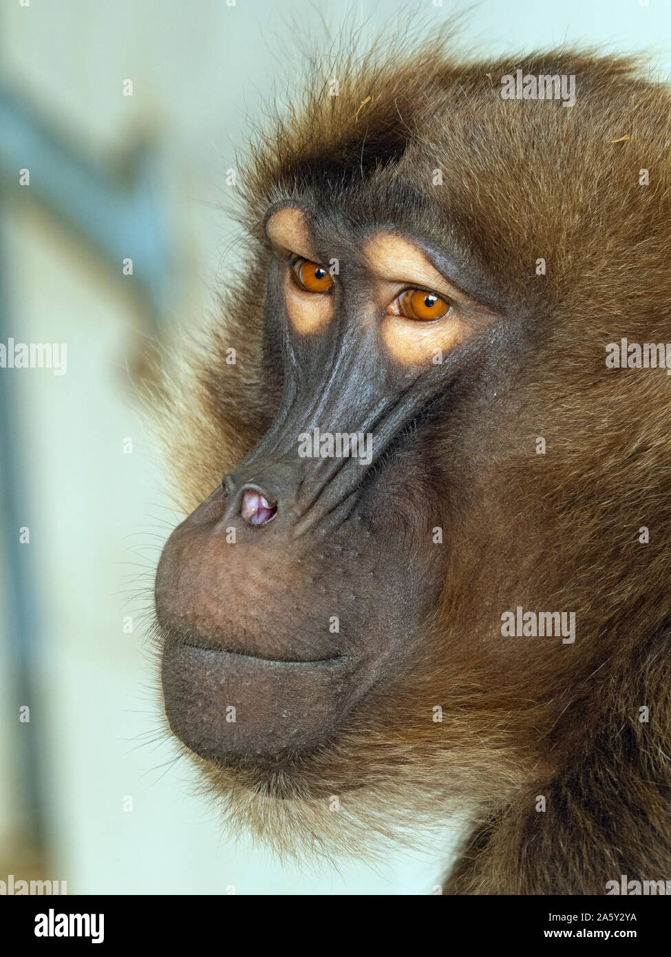 Femmina di babbuino Gelada Theropithecus gelada Foto Stock