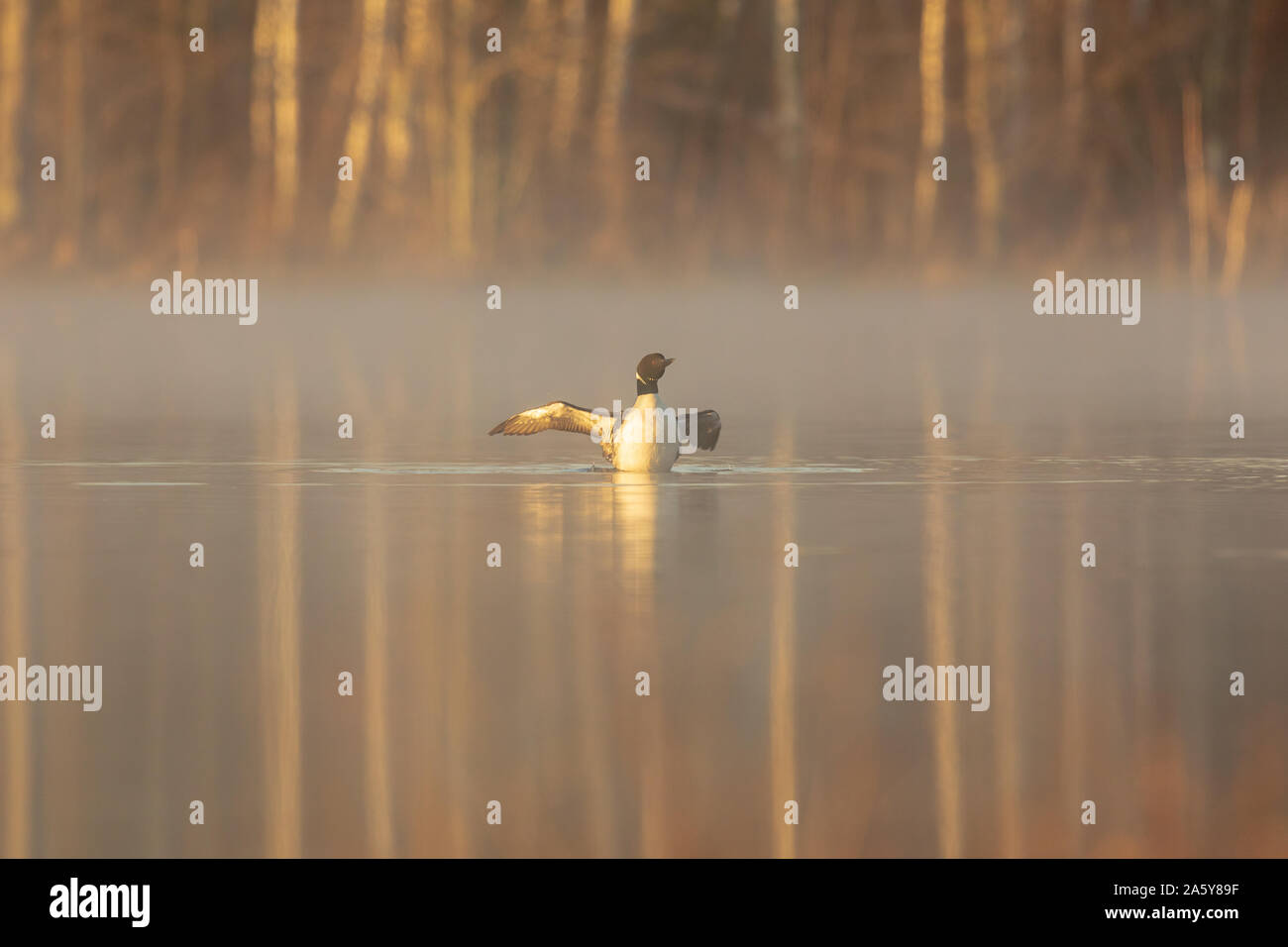 Loon comune in una nebbiosa mattina nel Wisconsin settentrionale. Foto Stock