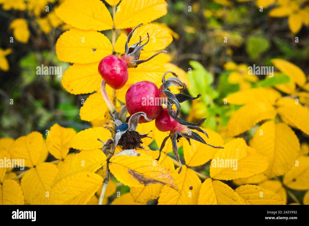 Bacche rosse e foglie di giallo di rose selvatiche nella stagione autunnale, vicino la foto con il fuoco selettivo Foto Stock