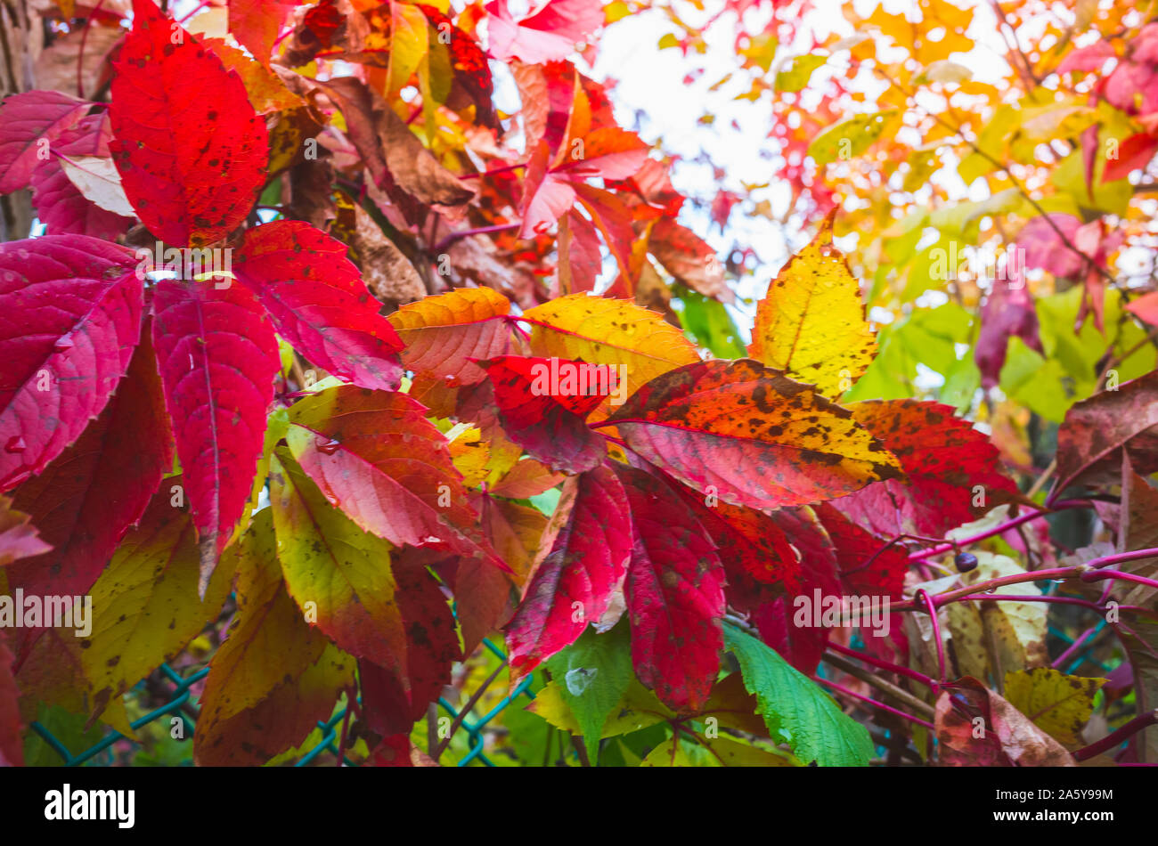 Brillanti colori d'autunno con sfondo giallo e foglie rosse di Parthenocissus quinquefolia, pianta rampicante della famiglia di uva Foto Stock