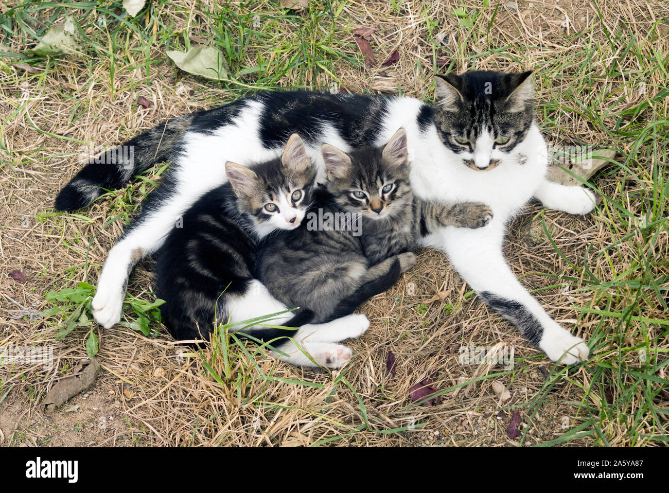 Elevato angolo di visione verticale di sgombro madre Gatto sdraiato sul prato con due gattini godendo del suo giro. Foto Stock