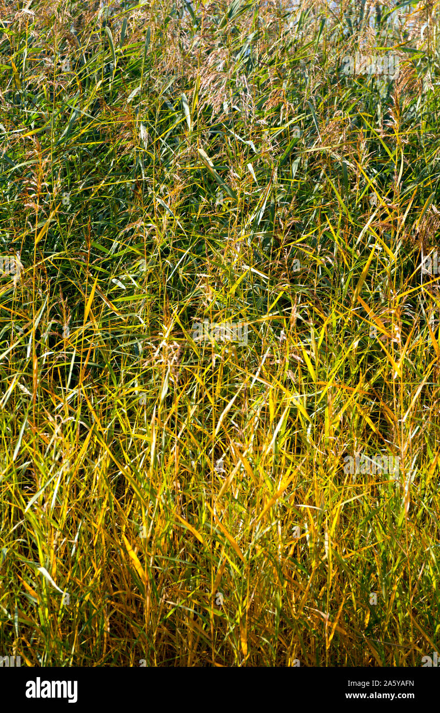 Lakeside canneti a freccia Valley Country Park, Louisville, England, Regno Unito Foto Stock
