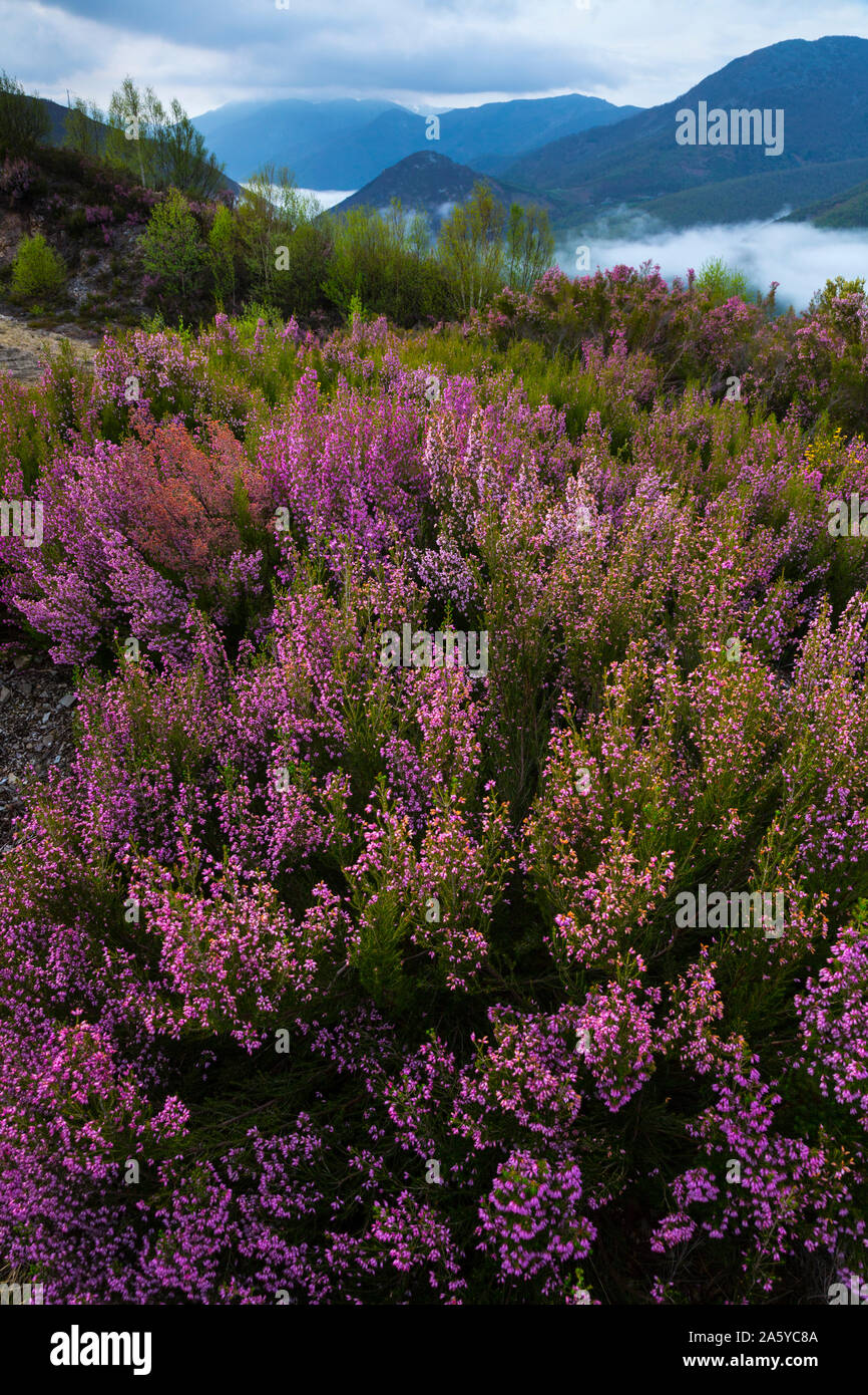 Erica (Erica australis), Fuentes del Narcea, Degaña e Ibias parco naturale, Asturias, Spagna, Europa Foto Stock