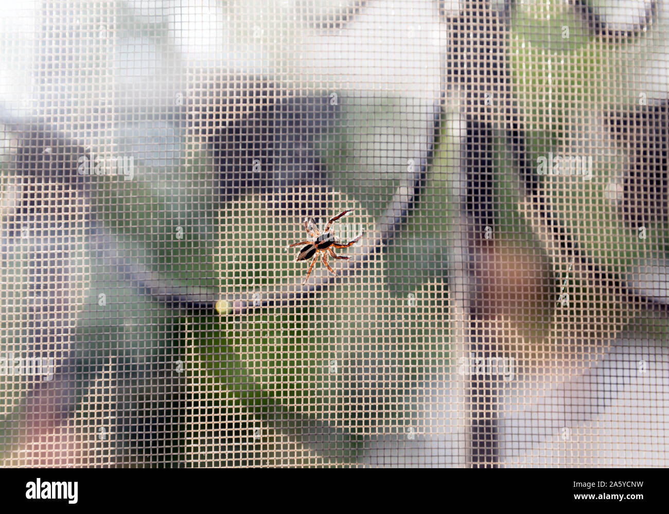 Immagine retroilluminata di un bel marrone giallo spider su un fly net con la luce del sole in background con ombre di un ironwrought recinzione di una finestra. Foto Stock