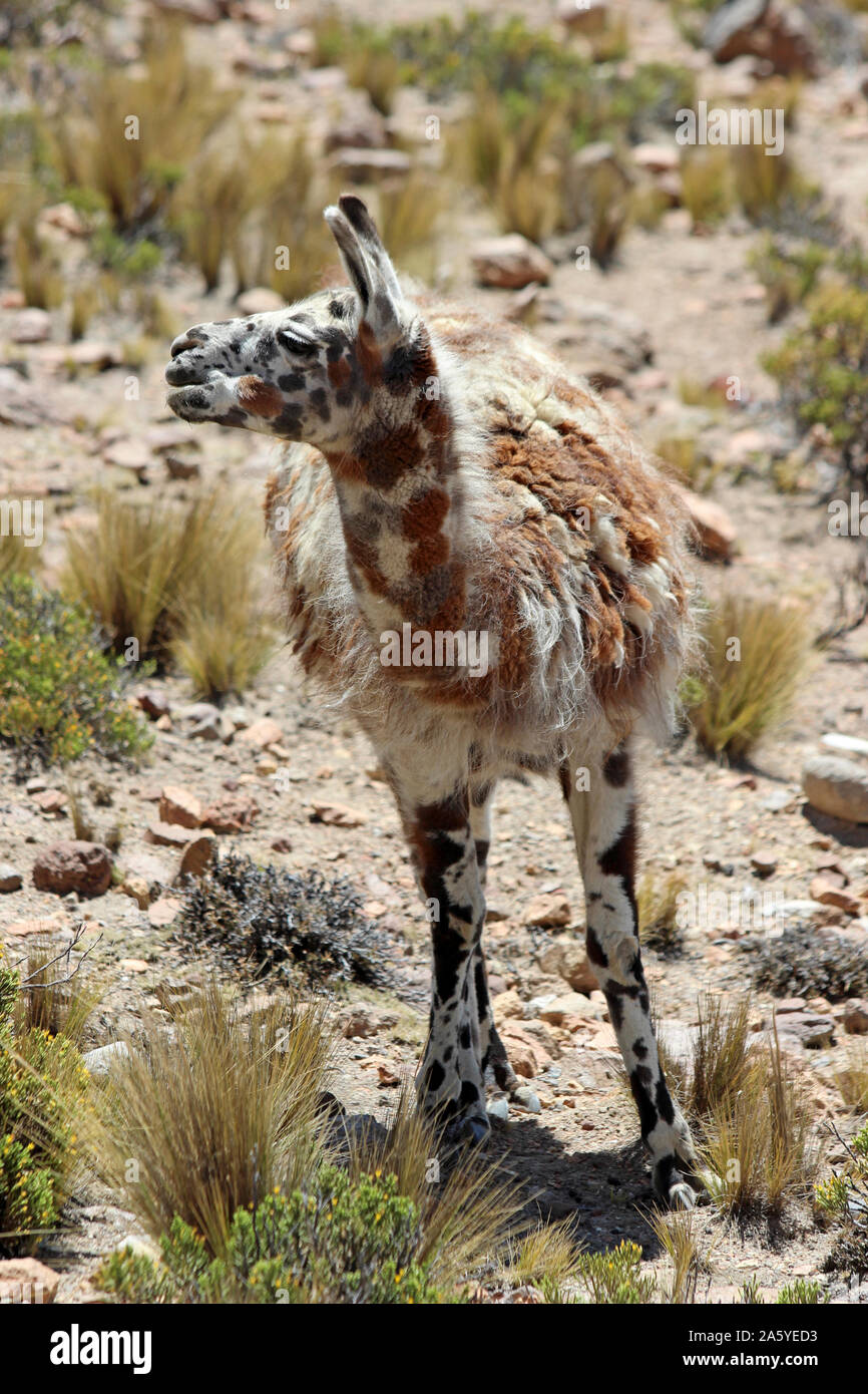 Llama (Lama glama) con marcature di mimetizzazione, Perù Foto Stock