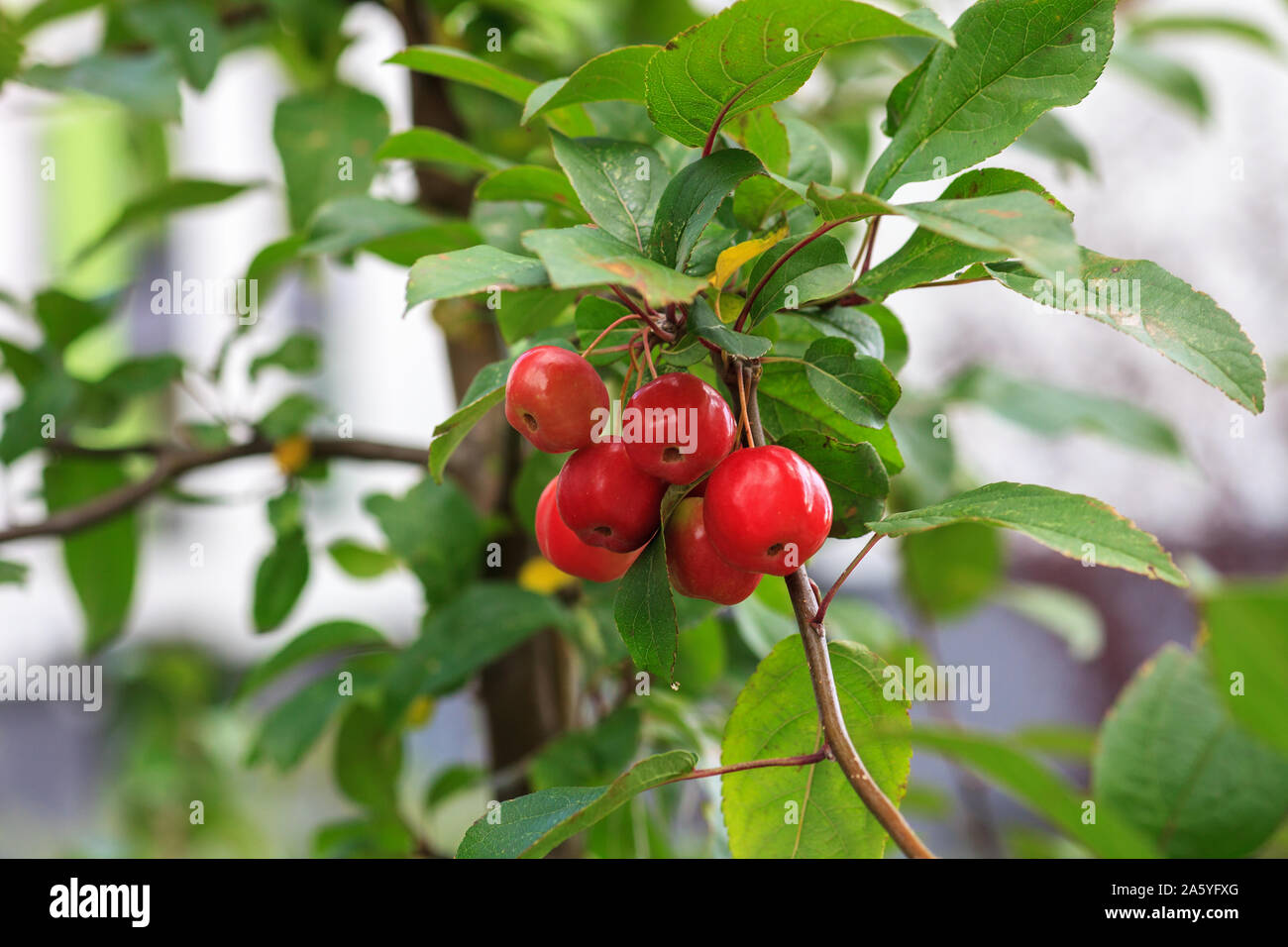 Piccoli frutti rossi su Plumleaf crab apple tree. Malus prunifolia o il cinese crabapple mele Foto Stock