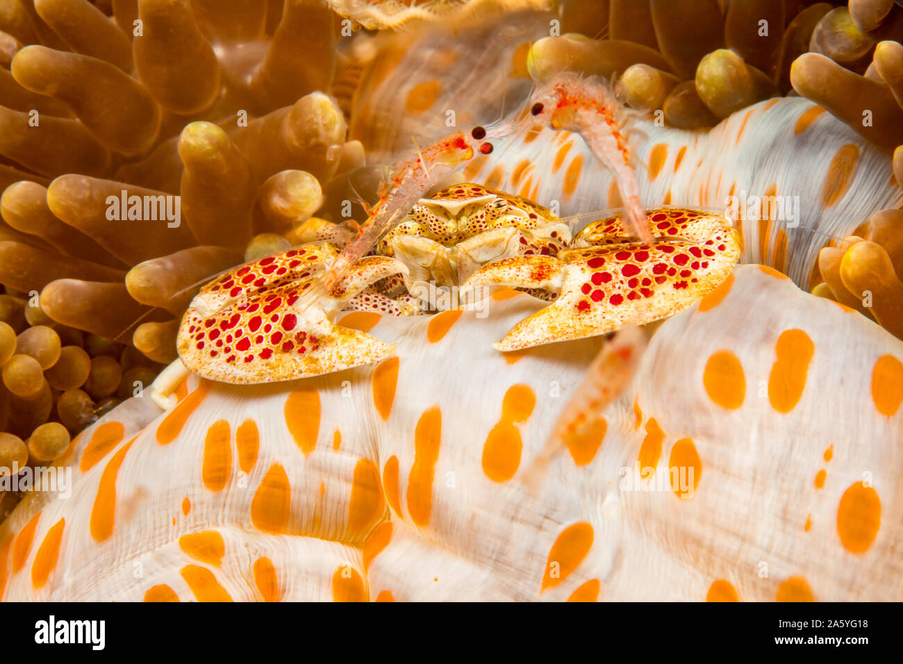 Due minuscoli gambero Mysid danzano davanti ad un granchio porcellana, Neopetrolisthes maculatus fotografati a notte. I granchi di porcellana sono commensali in mare anemo Foto Stock