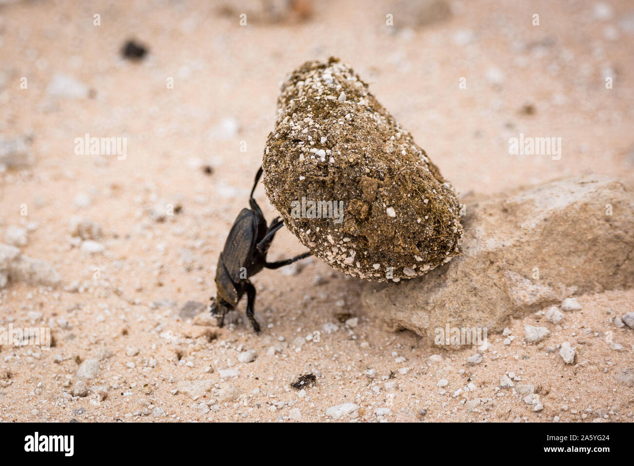 Dung beetle la laminazione di una grande palla di sterco sul terreno, Namibia, Africa Foto Stock