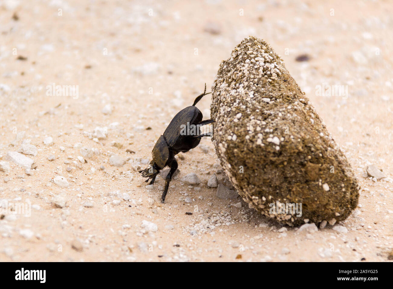 Dung beetle la laminazione di una grande palla di sterco sul terreno, Namibia, Africa Foto Stock