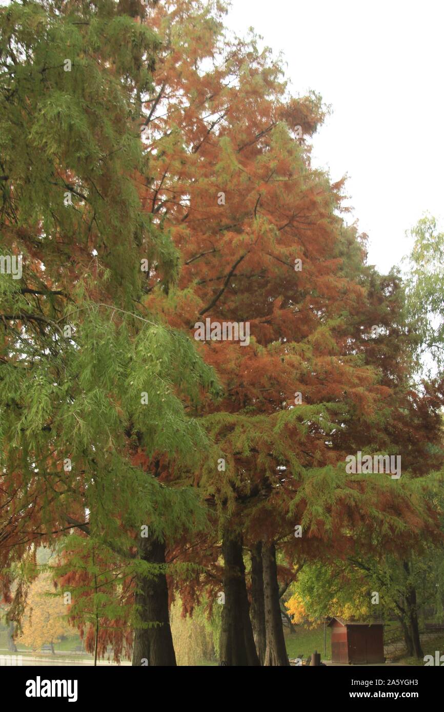 Nel tardo autunno a uno straordinario e bellissimo lago Foto Stock