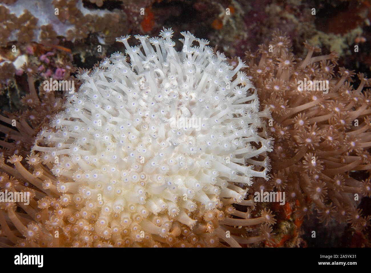 Questo disco di colonie di corallo del Pacifico ha iniziato la candeggina, espellendo la sua relazione simbiotica zooxanthellae, le conseguenze del cambiamento climatico globale e clima wa Foto Stock