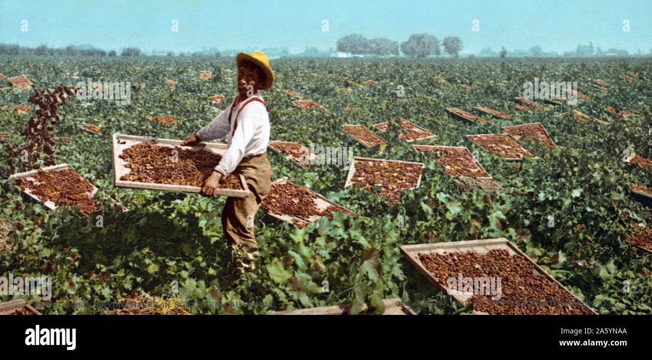 African American bambino operaio con uva passa stenditoi nella California del Sud 1901. Foto Stock