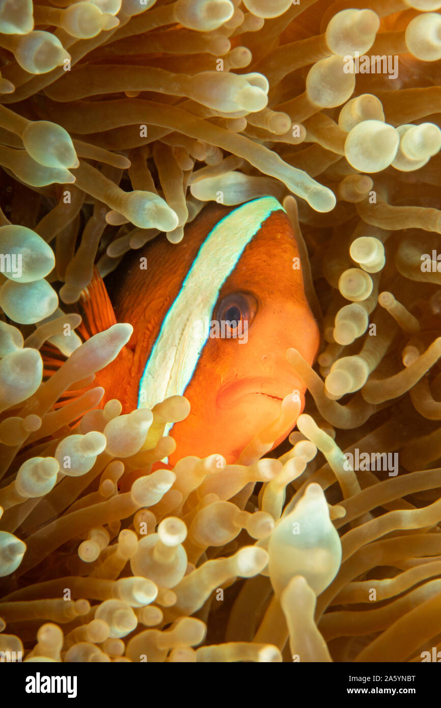 Clark, anemonefish Amphiprion clarkii, anemone, Yap, Micronesia. Foto Stock