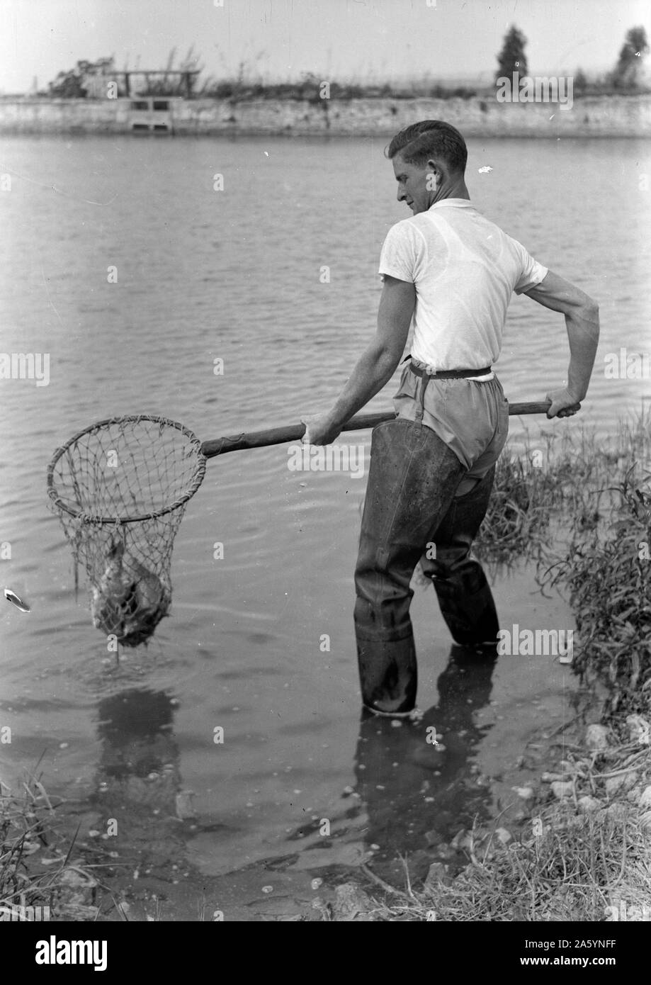 Pesce ebraico contadino al Tel Karaneh molle vicine acro. Fattoria di Pesce. I pesci sono così abbondante vengono prelevati con una mano al netto degli anni trenta Foto Stock