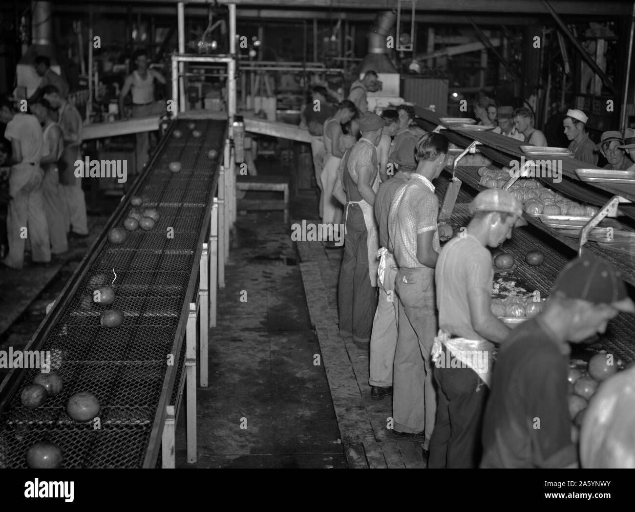 Pompelmo impianto di inscatolamento a Winterhaven, Florida. Molti di questi dipendenti sono lavoratori migranti 19370101 Foto Stock