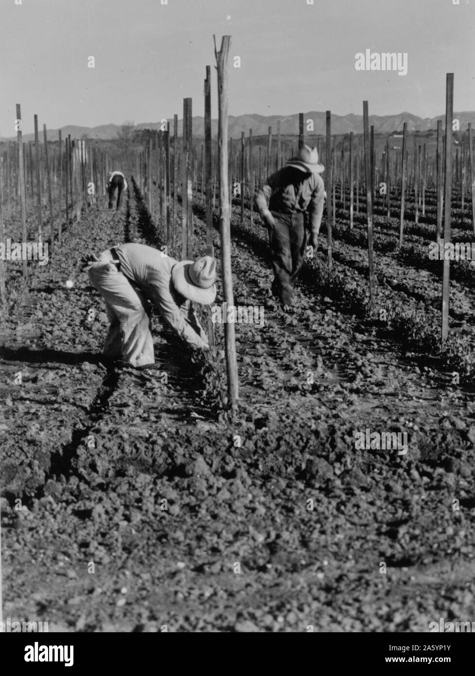 I lavoratori migranti durante la Grande Depressione. Da Dorothea Lange 1895-1965, datata 1935 Foto Stock