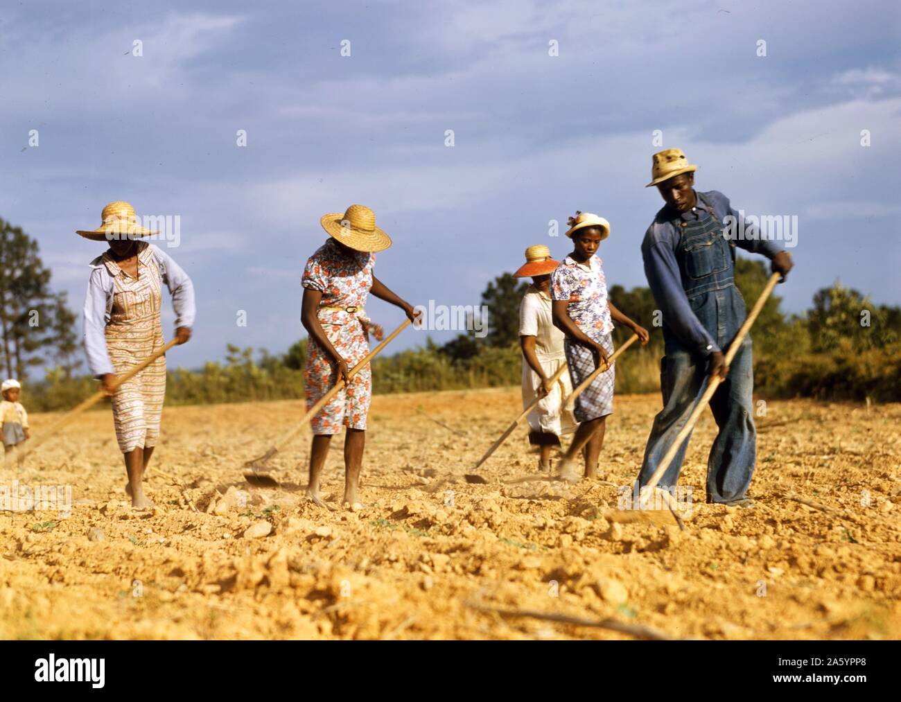 Tritare il cotone su terreno in affitto vicino a White Plains, paese di Greene, U.S. Lo stato della Georgia, dal fotografo Jack Delano (1914-1997). Colore. Giugno 1941. Foto Stock
