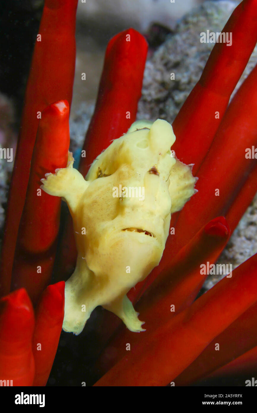 Commerson's pesce rana, Antennarius commersoni, su una matita di ardesia dei ricci di mare. Hawaii. Foto Stock