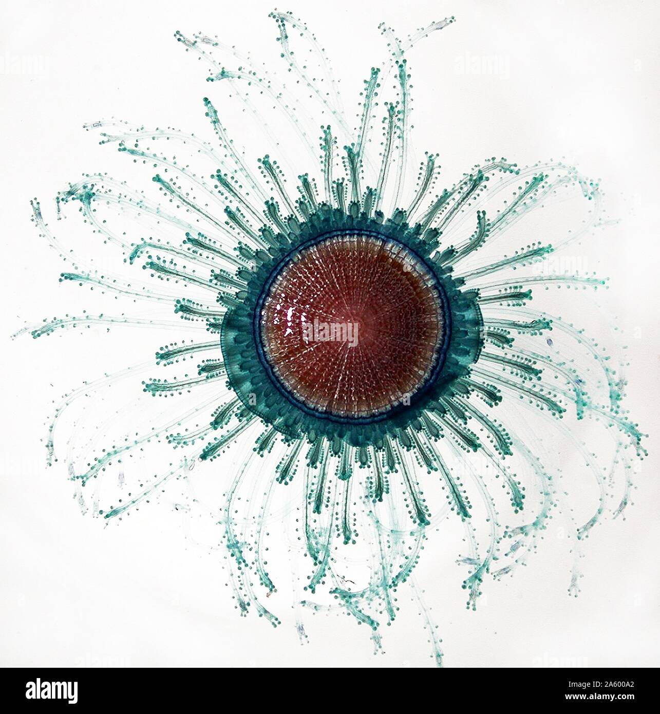 Porpita ha un piccolo disco come corpo e galleggia liberamente nella colonna d'acqua . Relativi ad altre specie di meduse, questa specie misura appena un pollice di diametro. Foto Stock