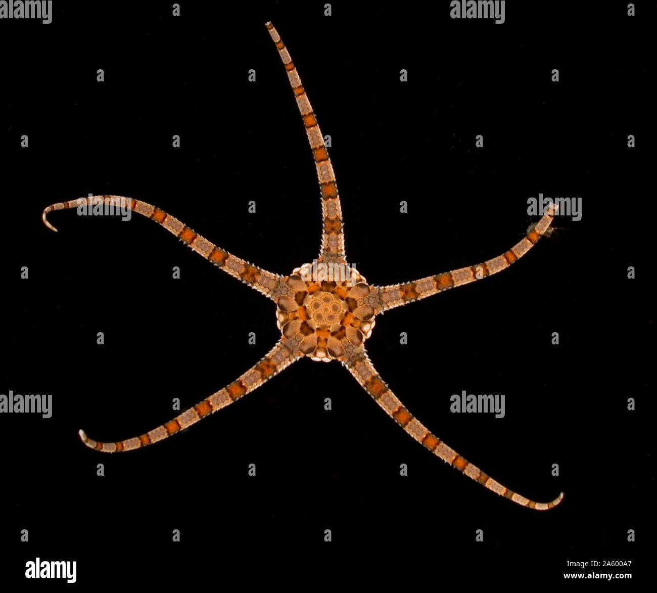 Estuario per l'Abisso 2004 spedizione. Una stella fragile (Opheiolepis elegans) portato dal mare-piano sedimenti. Foto Stock