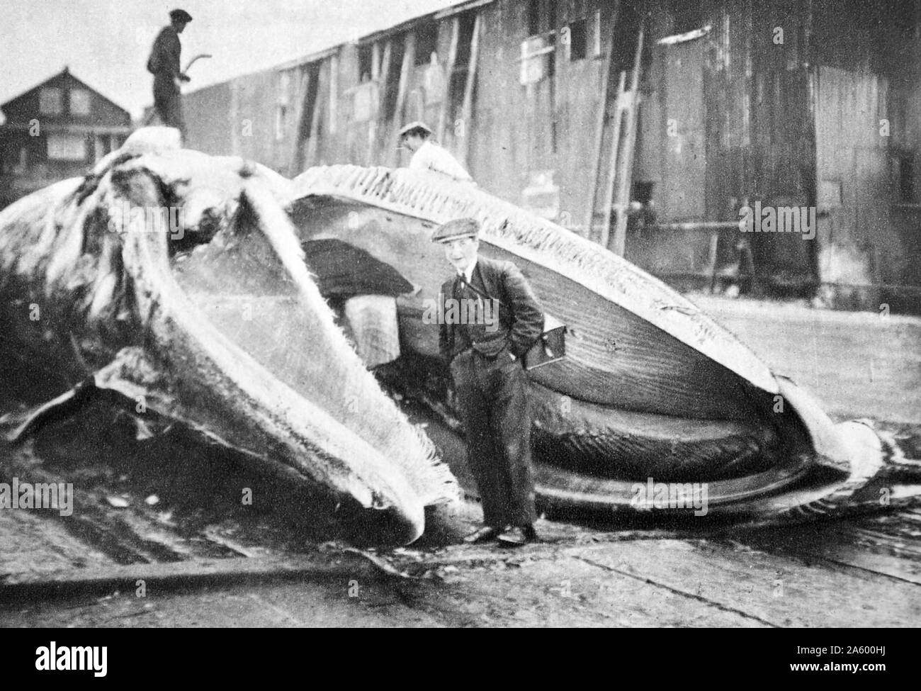 Curiosi di visitare la carcassa di una balena macellati; Inghilterra 1900 Foto Stock
