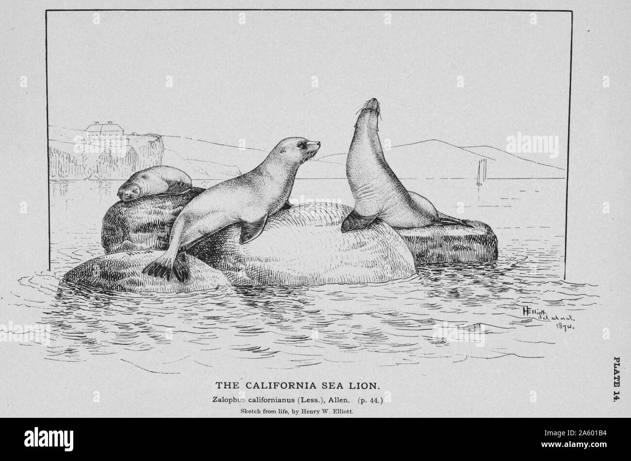Il leone marino della California (Zalophus californianus) 1890 Foto Stock