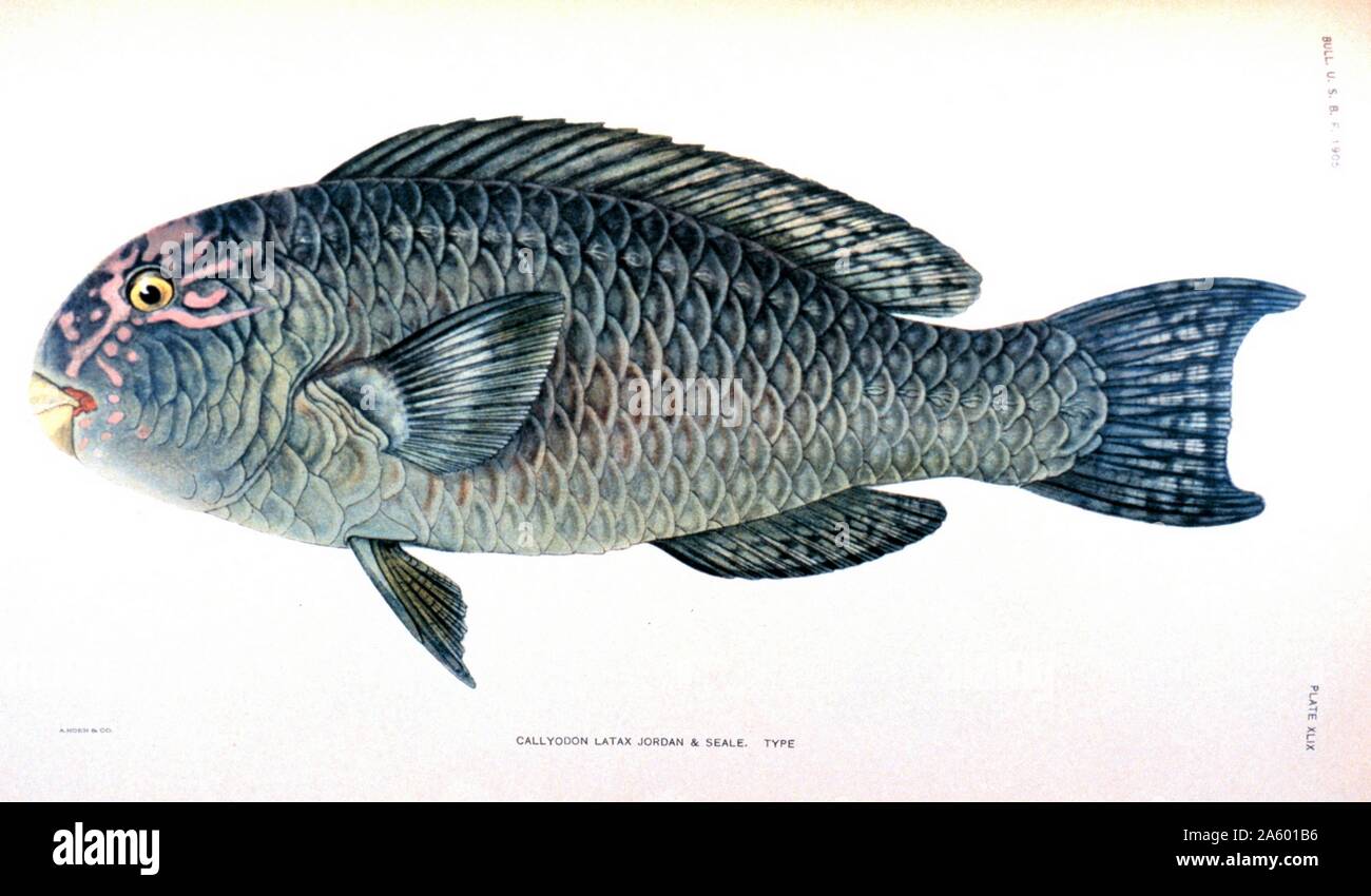 Callyodon Latax. Da "i pesci di Samoa', da David Starr Jordan e Alvin Seale. Bollettino degli Stati Uniti Commissione di pesce, Vol. 25, 1905 Foto Stock