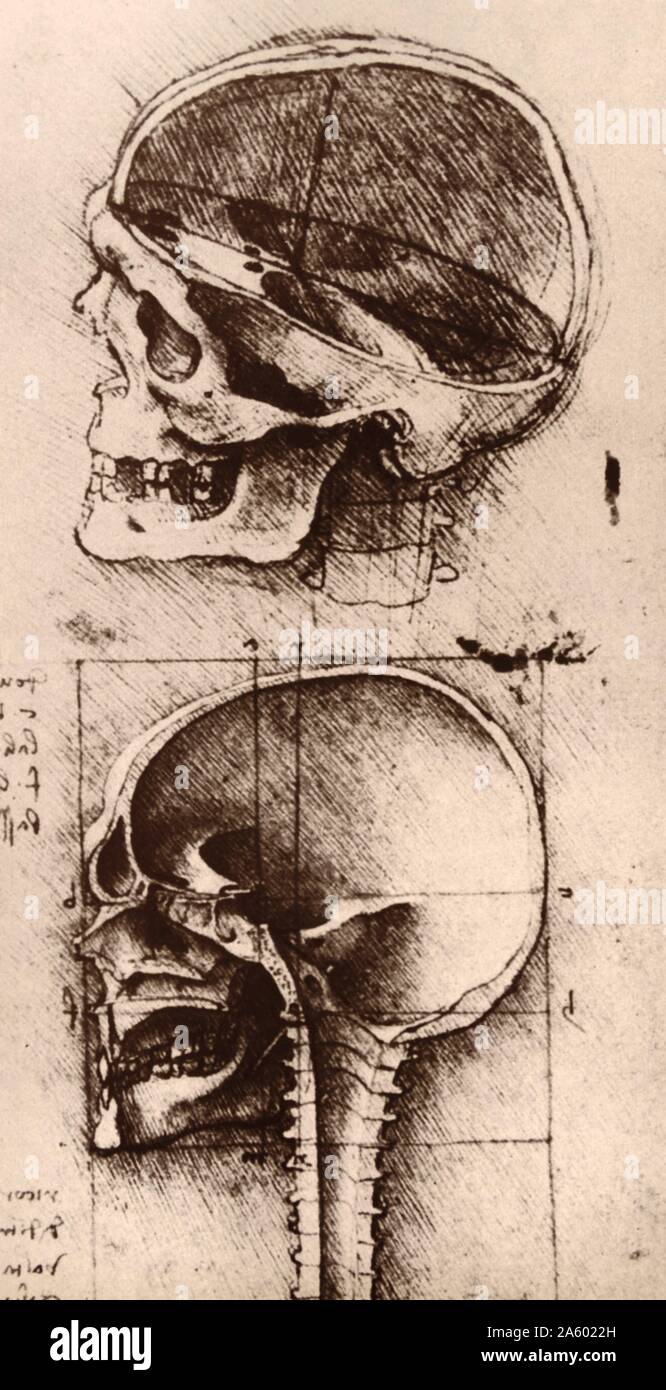 Primo Rinascimento, studi del cranio umano, 1489. da Leonardo da Vinci 1452-1519 Foto Stock