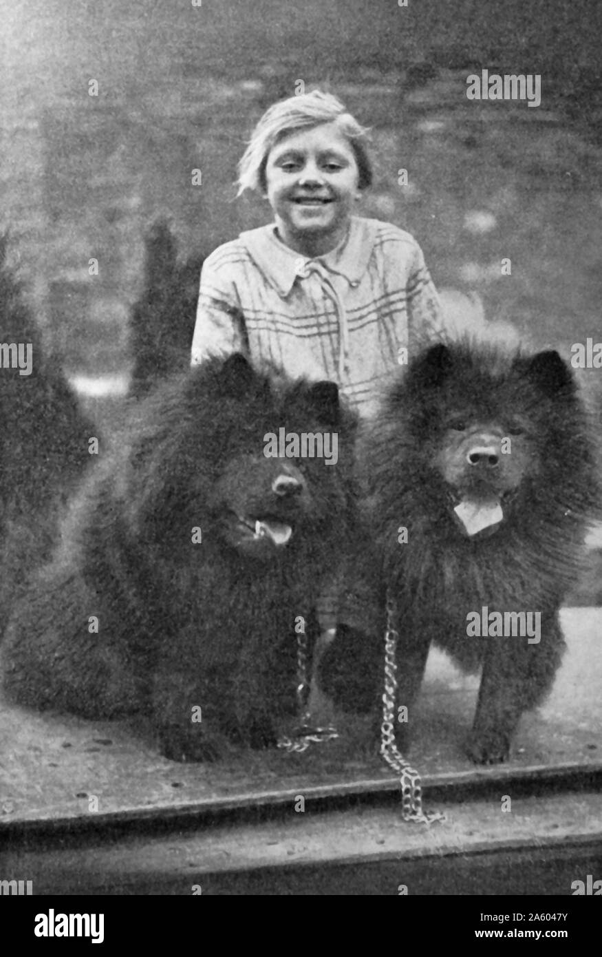 Stampa fotografica di due cinese Chow Chow cani. Questo cane di razza proviene dalla Cina settentrionale. In data xx secolo Foto Stock