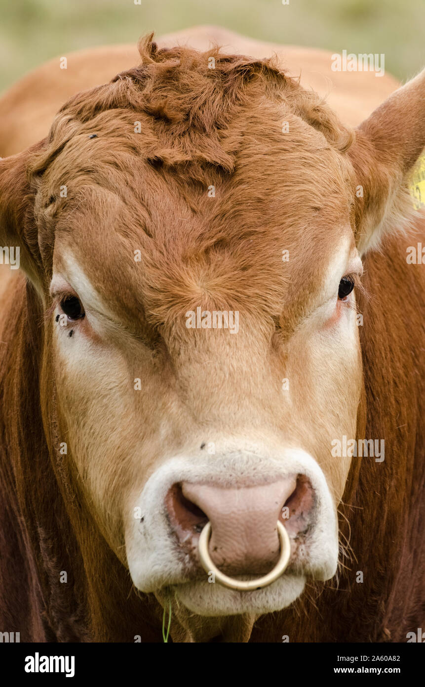 Bos taurus, bovini su un pascolo in campagna in Germania Foto Stock