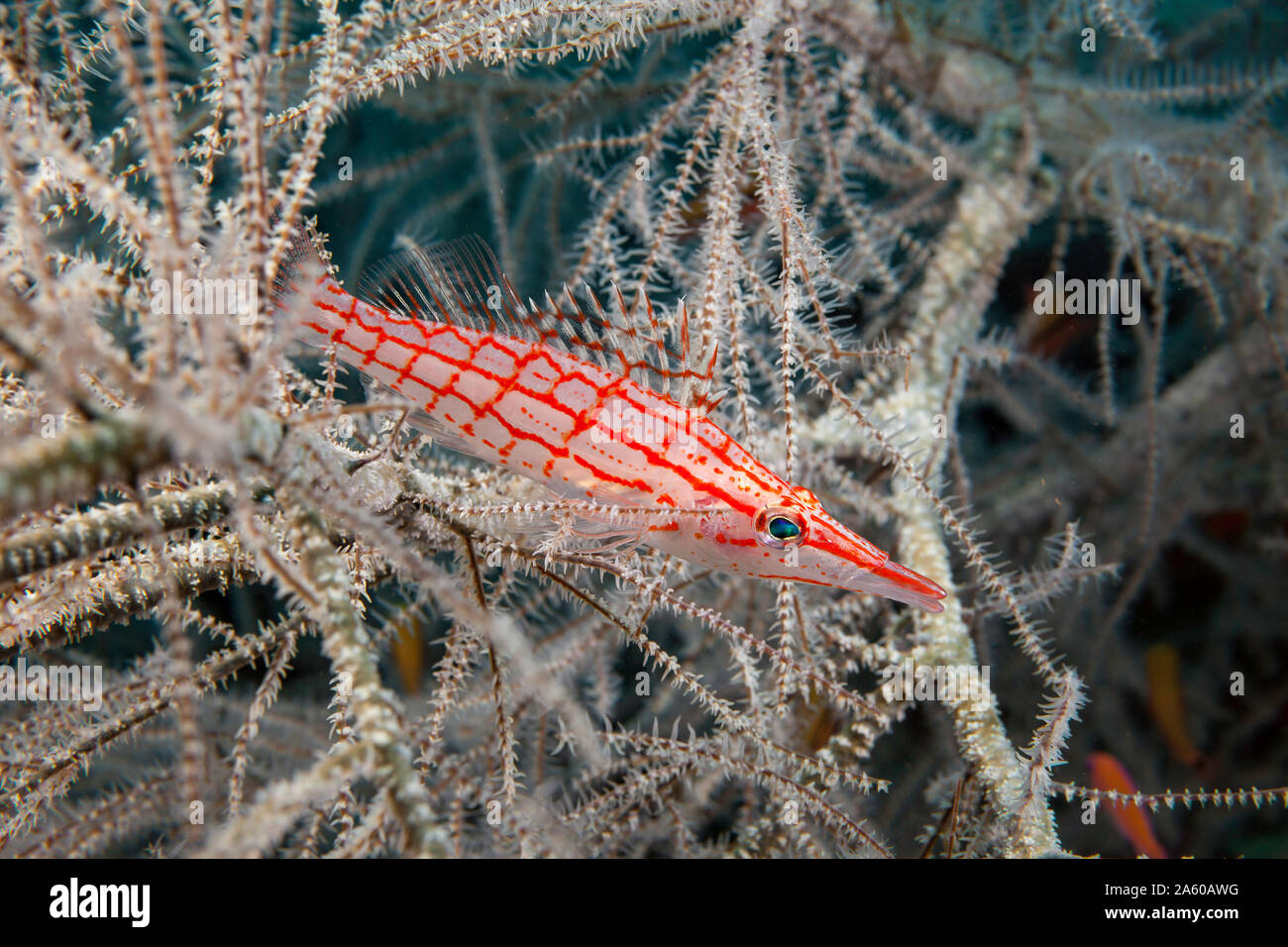 Longnose hawkfish, Oxycirrhites typus, profondo all'interno di un albero di corallo nero, Tulamben, Bali, Indonesia. Foto Stock