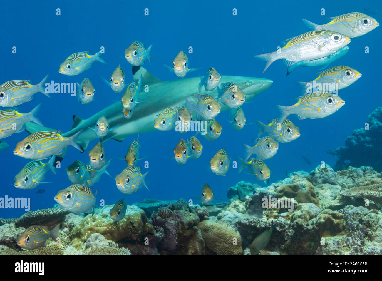 Un reef blacktip shark Carcharhinus melanopterus, scivola dietro una scuola di gold-spot imperatore o pesci castagna, Gnathodentex aureolineatus, fuori dell'isola di Foto Stock