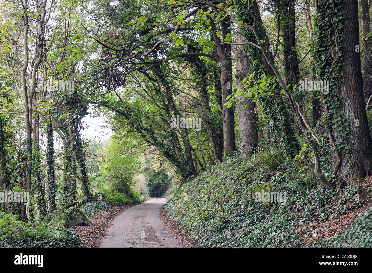 Earl's Drive da leader Cawsands al punto Penlee e Regina Adelaides grotta Foto Stock