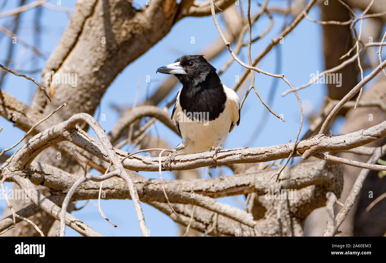 Un Pied Butcher uccello Appollaiato tra i rami di un albero morto mentre è alla ricerca di preda Foto Stock