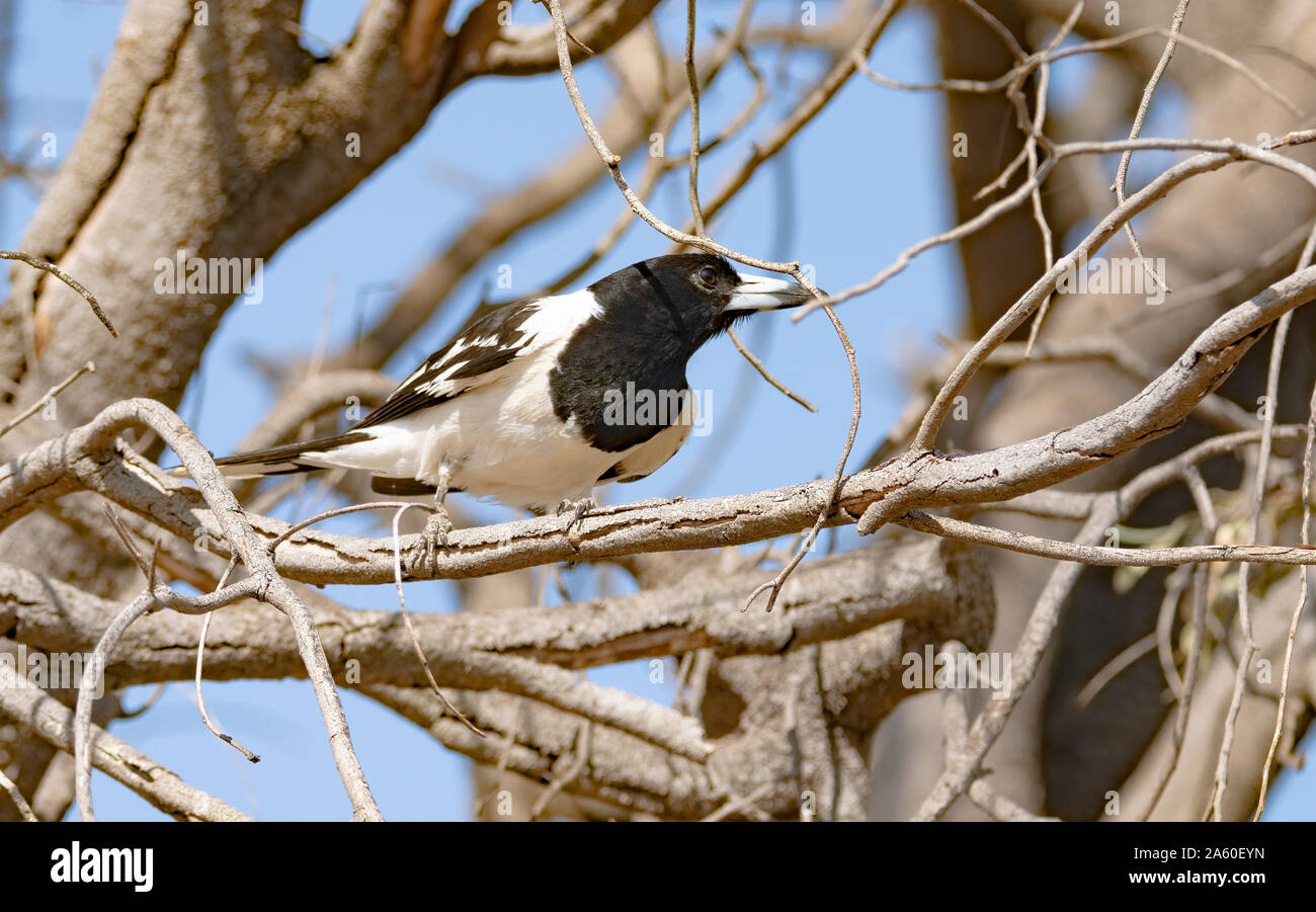 Un Pied Butcher uccello Appollaiato tra i rami di un albero morto mentre è alla ricerca di preda Foto Stock