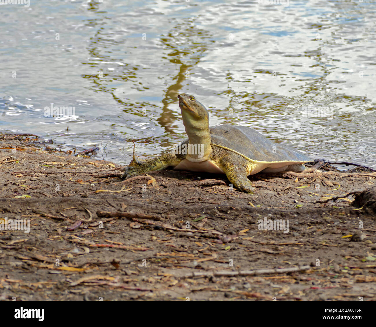 Un softshell tartaruga, Trionychidae, con collo disteso sul terreno vicino al bordo di un laghetto. Lakeview park nel Corpus Christi, Texas USA. Foto Stock