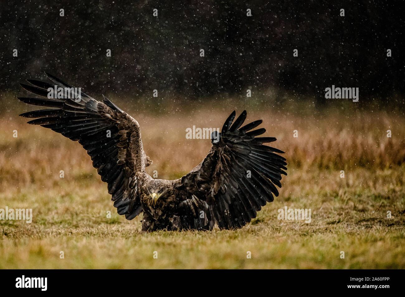 Potente bianco-tailed eagle con ali aperte Foto Stock