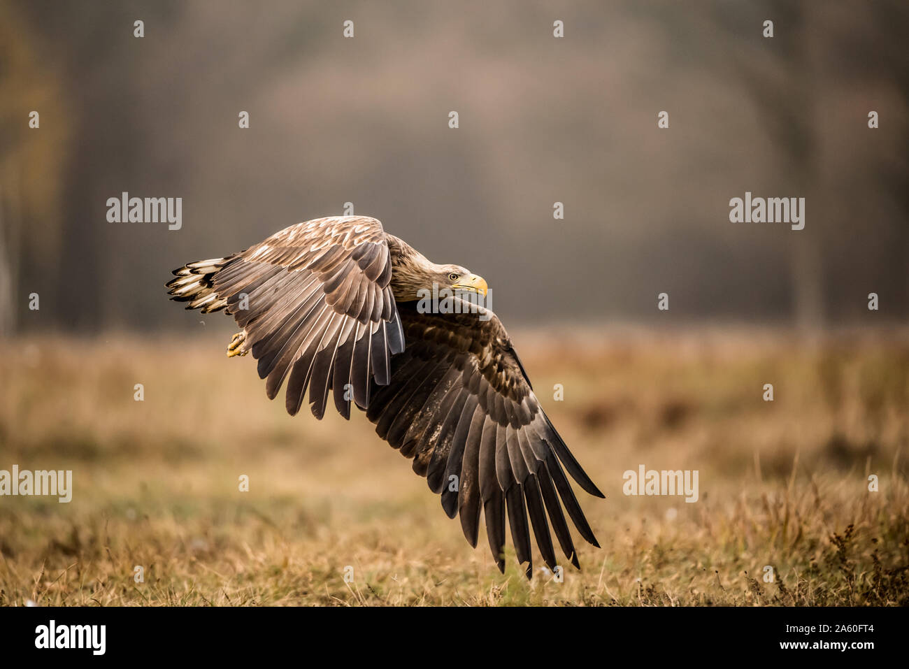 Potente bianco-tailed eagle con ali aperte Foto Stock