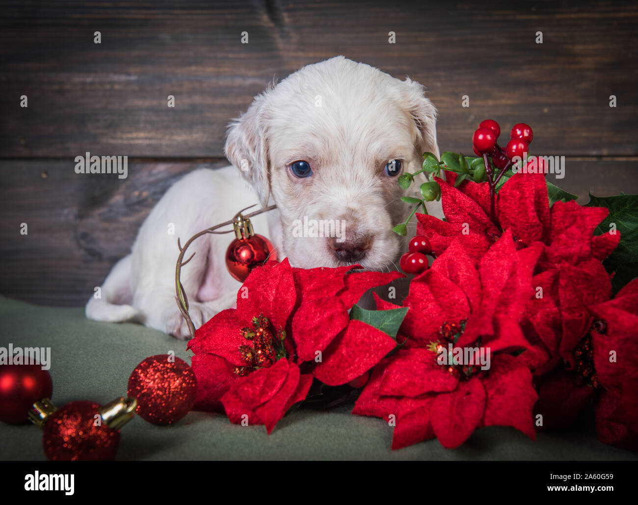 Setter inglese cucciolo poinsettia con fiori di colore rosso. Foto Stock