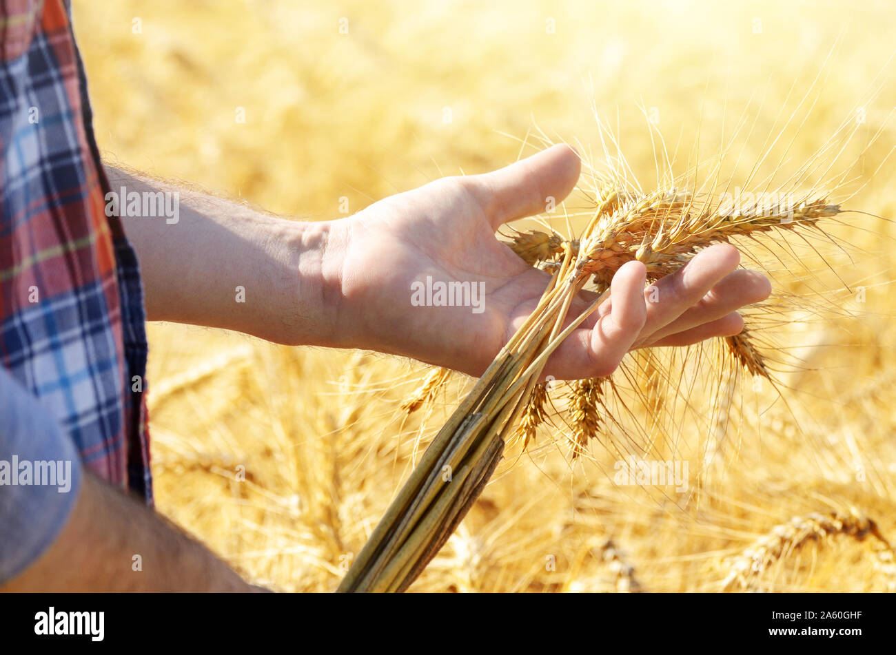 Agricoltore detiene il grano raccolto spikelets pronto in mano al campo di mais tramonto Foto Stock