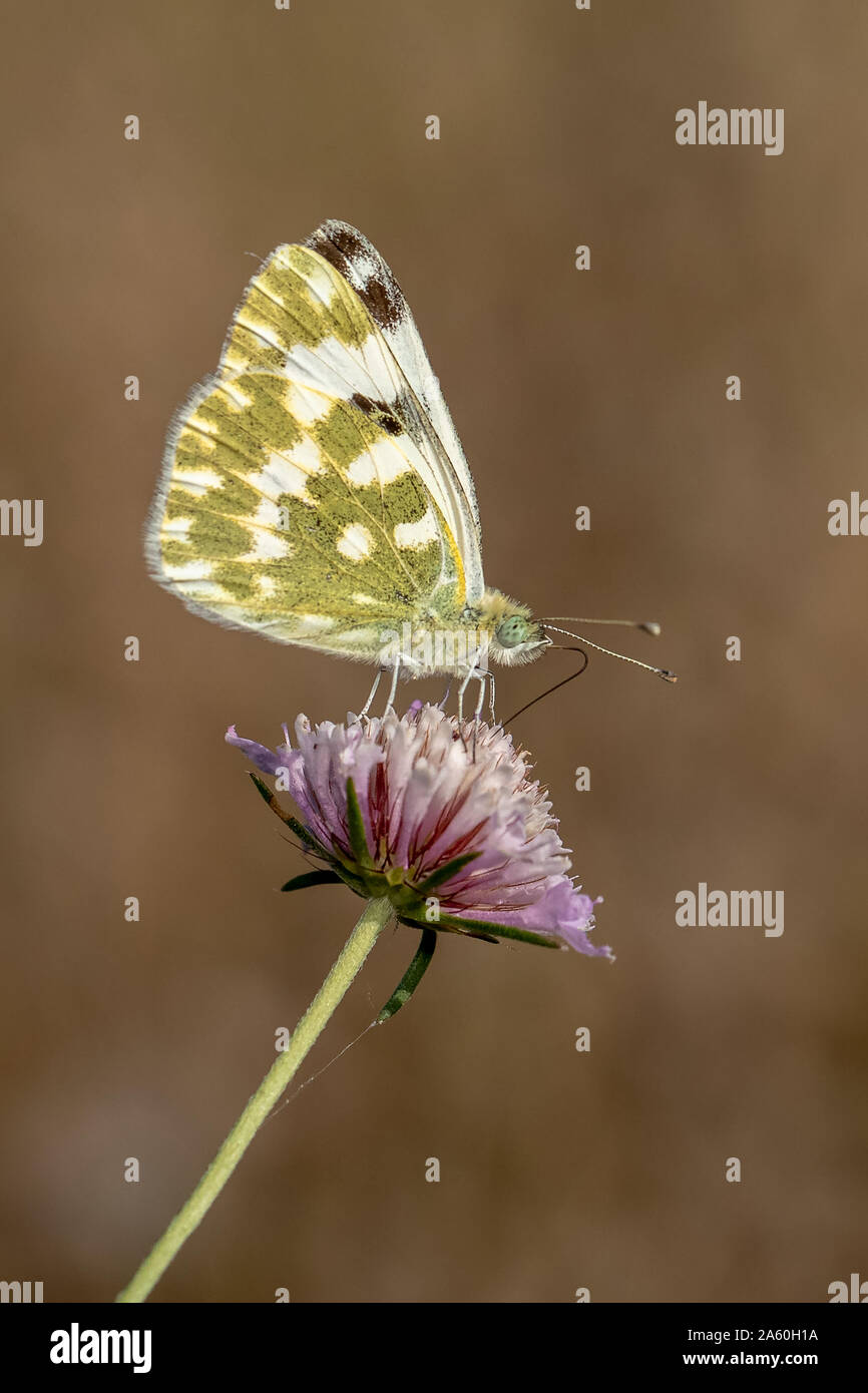 Bagno farfalla bianca (Pontia daplidice) alimentazione su un non identificato di fiori selvatici, Provenza Foto Stock