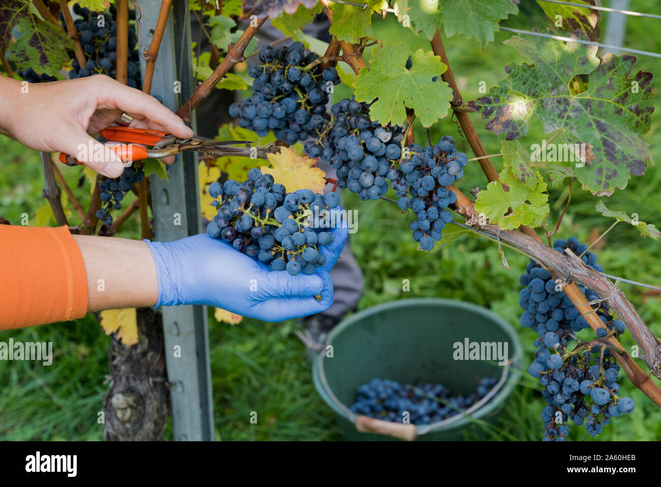 Una vista ravvicinata di un vino contadino nella vigna la raccolta e la pulizia di uve Cabernet Sauvignon Foto Stock