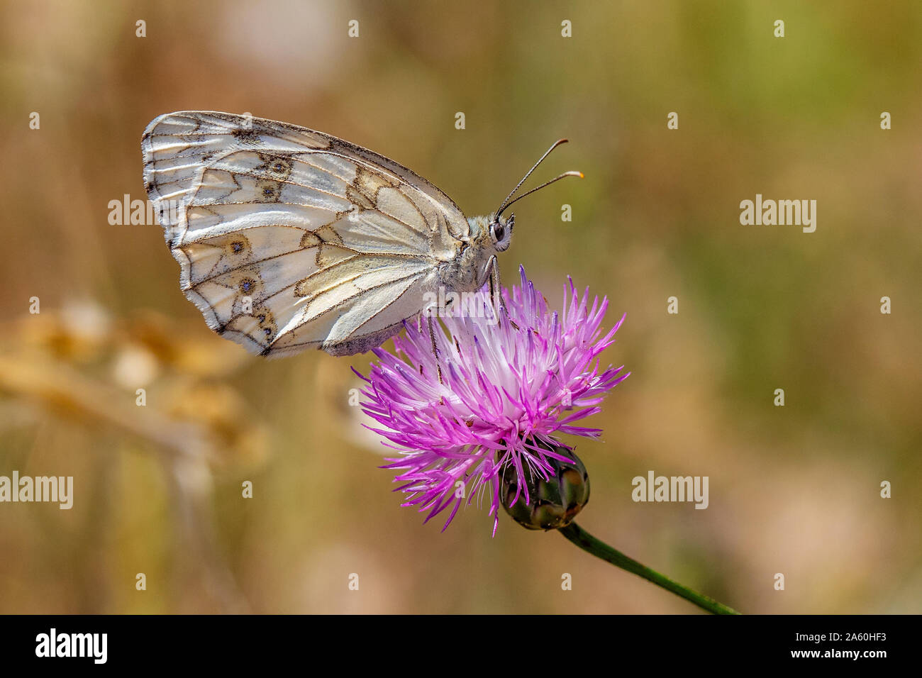 Iberica Bianco Marmo butterfly (Melenargia lachesis) retroilluminati da luce solare, appollaiate su onu sconosciuto fiore selvatico Foto Stock