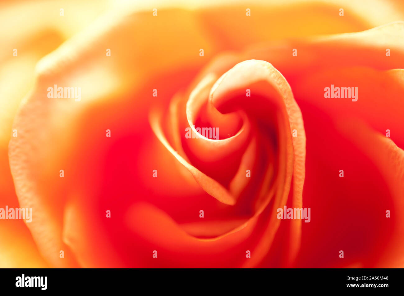Colore Salmone Rose Close Up Macro Foto Stock Alamy