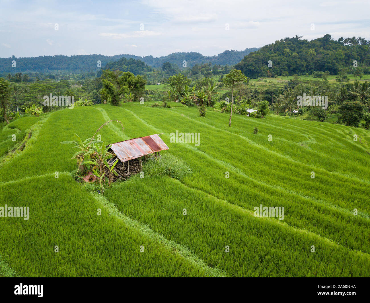 Piccola capanna nel mezzo di risaie vista aerea Foto Stock