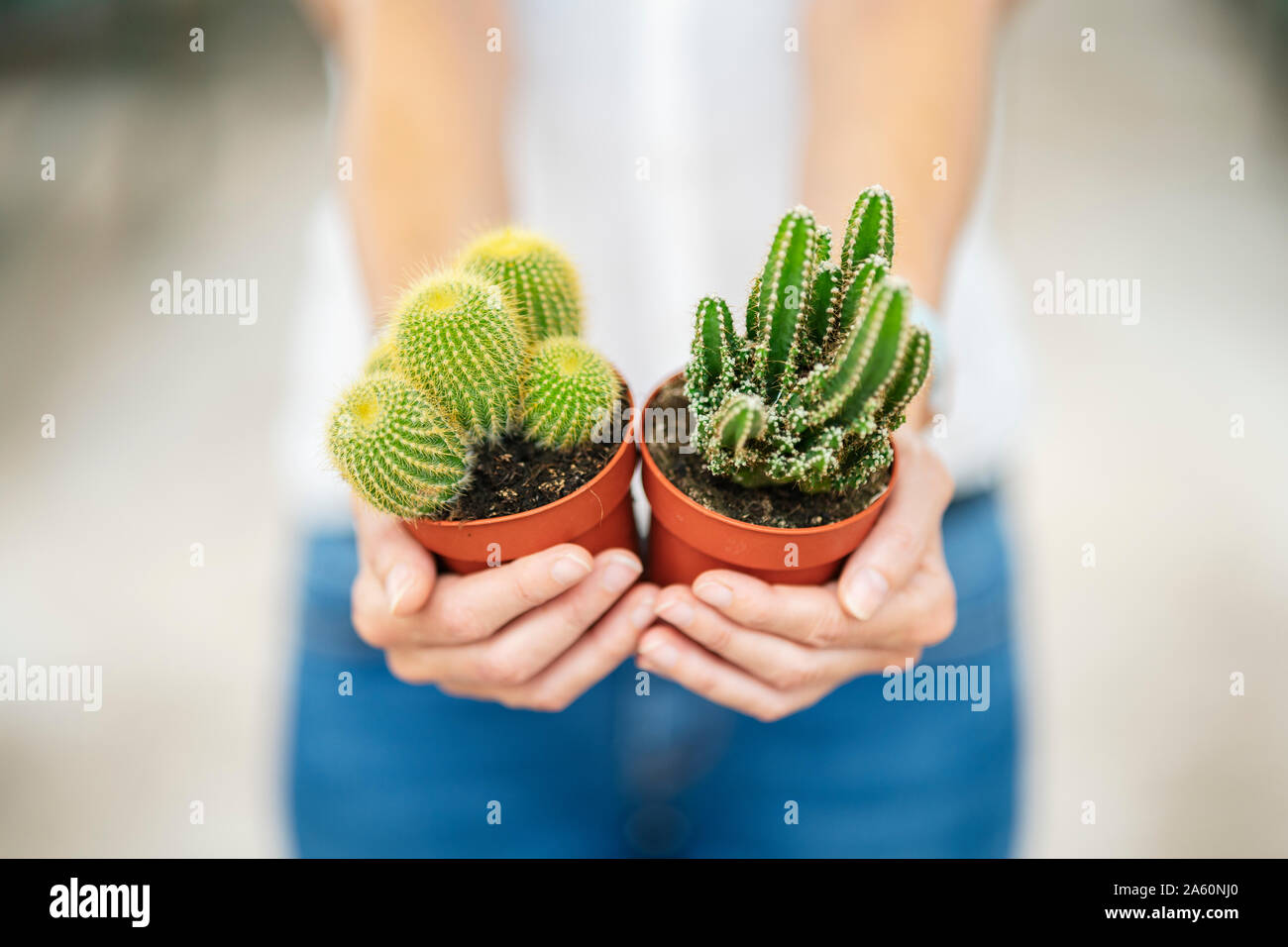 Donna di mani cacti in vivaio Foto Stock Donna di mani cacti in vivaio Foto Stock
