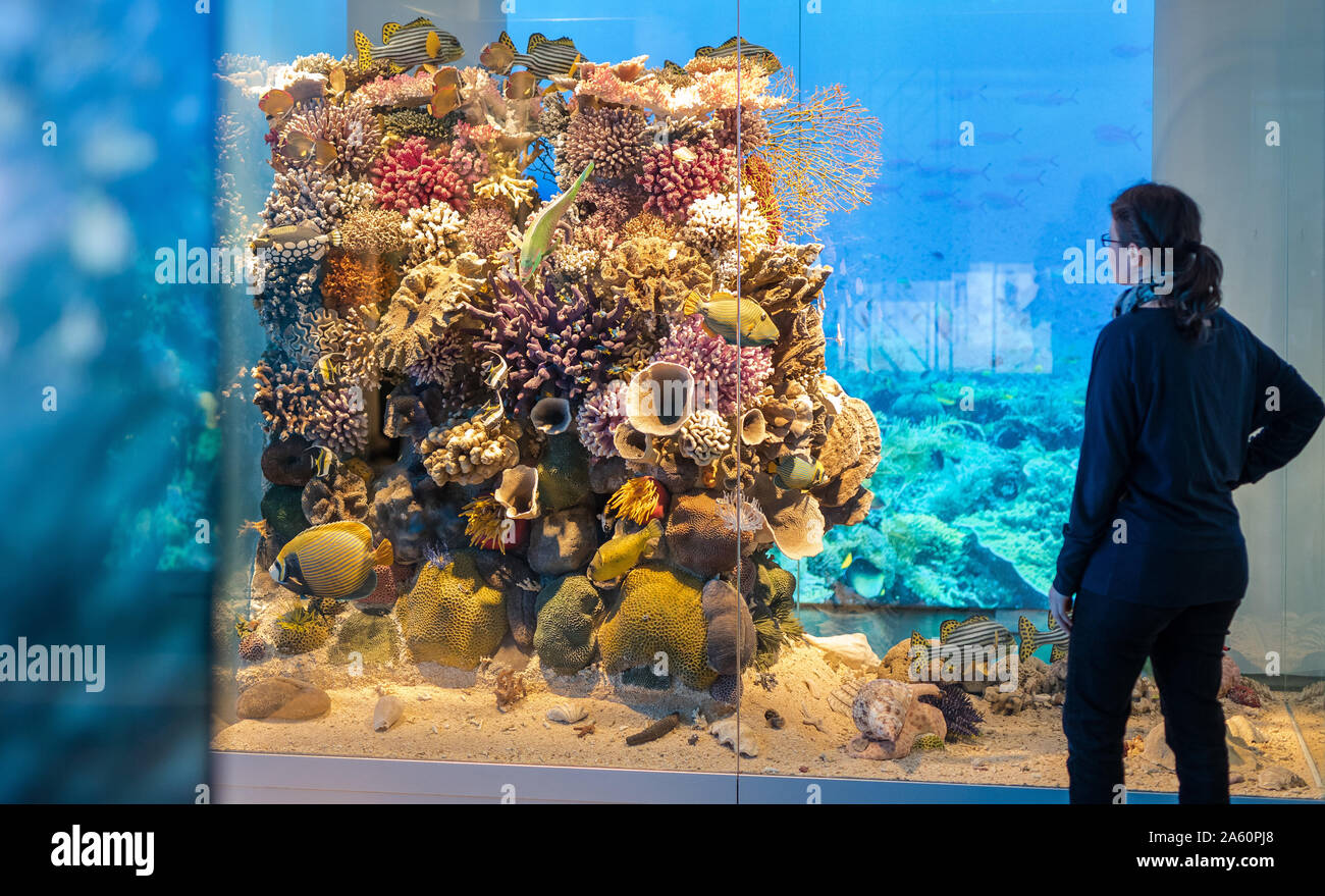 Stuttgart, Germania. 23 Ott, 2019. Una donna sta guardando coralli differenti in un museo di storia naturale nella speciale mostra 'Riesig im Meer'. Dal 24.10.2019 - 14.06.2020, alla mostra di Schloss Rosenstein mostra la diversità, dimensioni, gli adattamenti e le realizzazioni dei giganti degli oceani. Credito: Christoph Schmidt/dpa/Alamy Live News Foto Stock